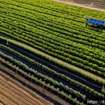 Home 21 팔레스타인의 농업과 지속가능성 - A detailed aerial view of a Palestinian farm in an arid landscape using advanced drip irrigation tec...
